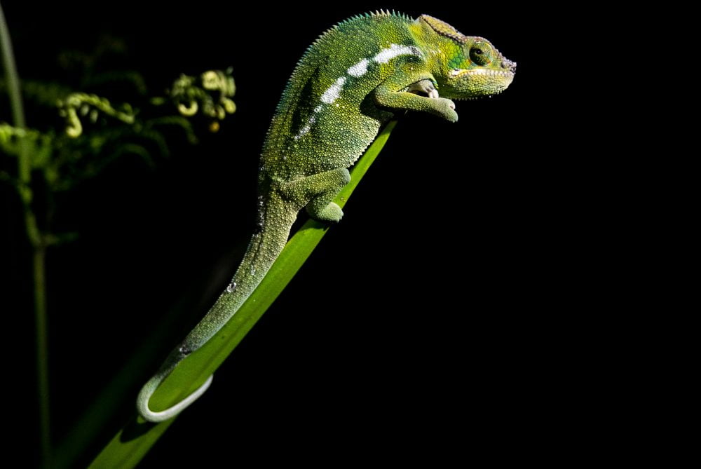 Caméléon rencontré en randonnée à la réunion