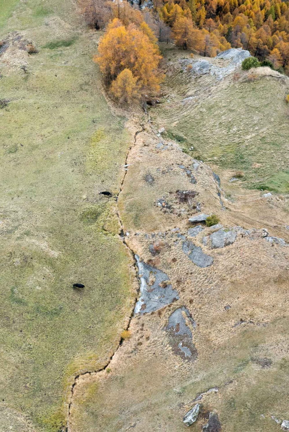 Vaches d'hérens observées depuis le parapente avec les couleurs d'automne