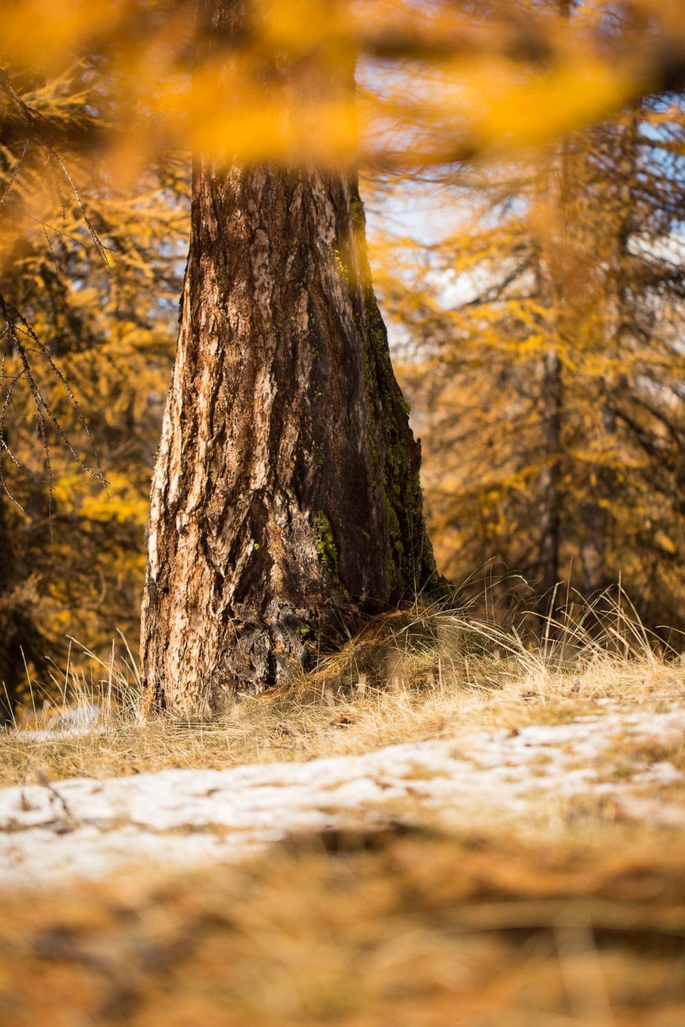 Mélèze orangé dans une forêt du queyras